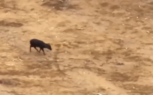 Cámaras captan a pudú herido en Valdivia: Se habría lastimado por los incendios forestales