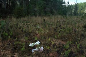 Afectaría a especies nativas: Comunidades piden que suspendan faenas forestales en costa valdiviana