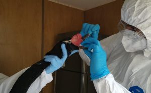 Extienden zona de control sanitario tras presencia de influenza aviar en cisnes de Corral