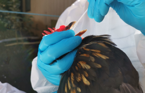 Escenario empeora en Los Ríos: Virus de la gripe aviar alcanza por primera vez a aves de traspatio