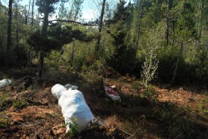 CONAF paralizará faenas forestales denunciadas por afectar a especies nativas de la costa valdiviana