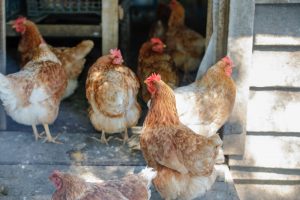 ¿Quiénes deben hacerlo?: Piden actualizar catastro de aves ante crisis por gripe aviar en Los Ríos