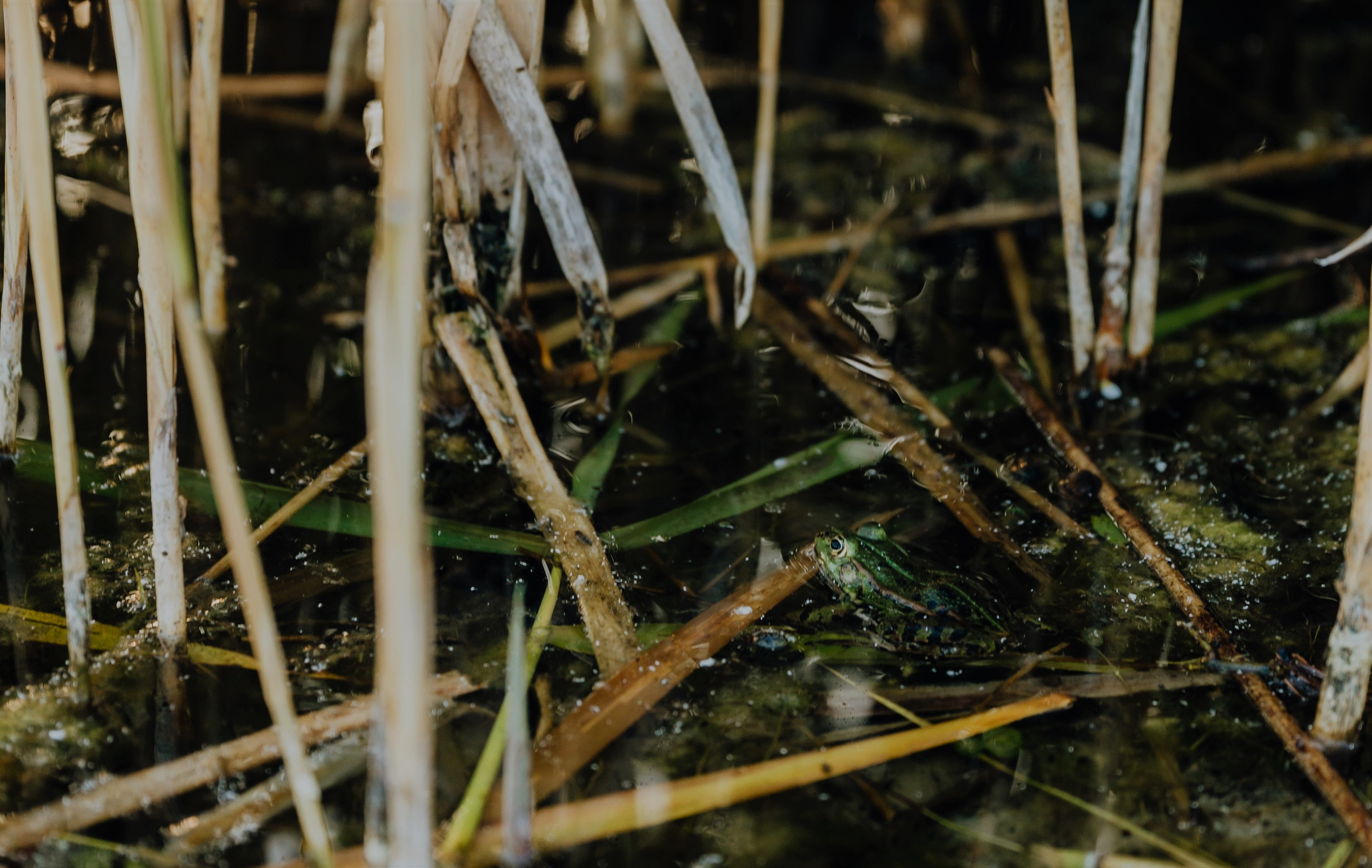 Proyecto liderado en Los Ríos revela que humedales permitirían reutilizar el 80% de aguas contaminadas