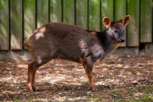 Pudú es encontrado muerto en la costanera de Valdivia