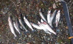 Se surtía de la pesca ilegal: Multan a hombre que vendía salmón por redes sociales en Panguipulli