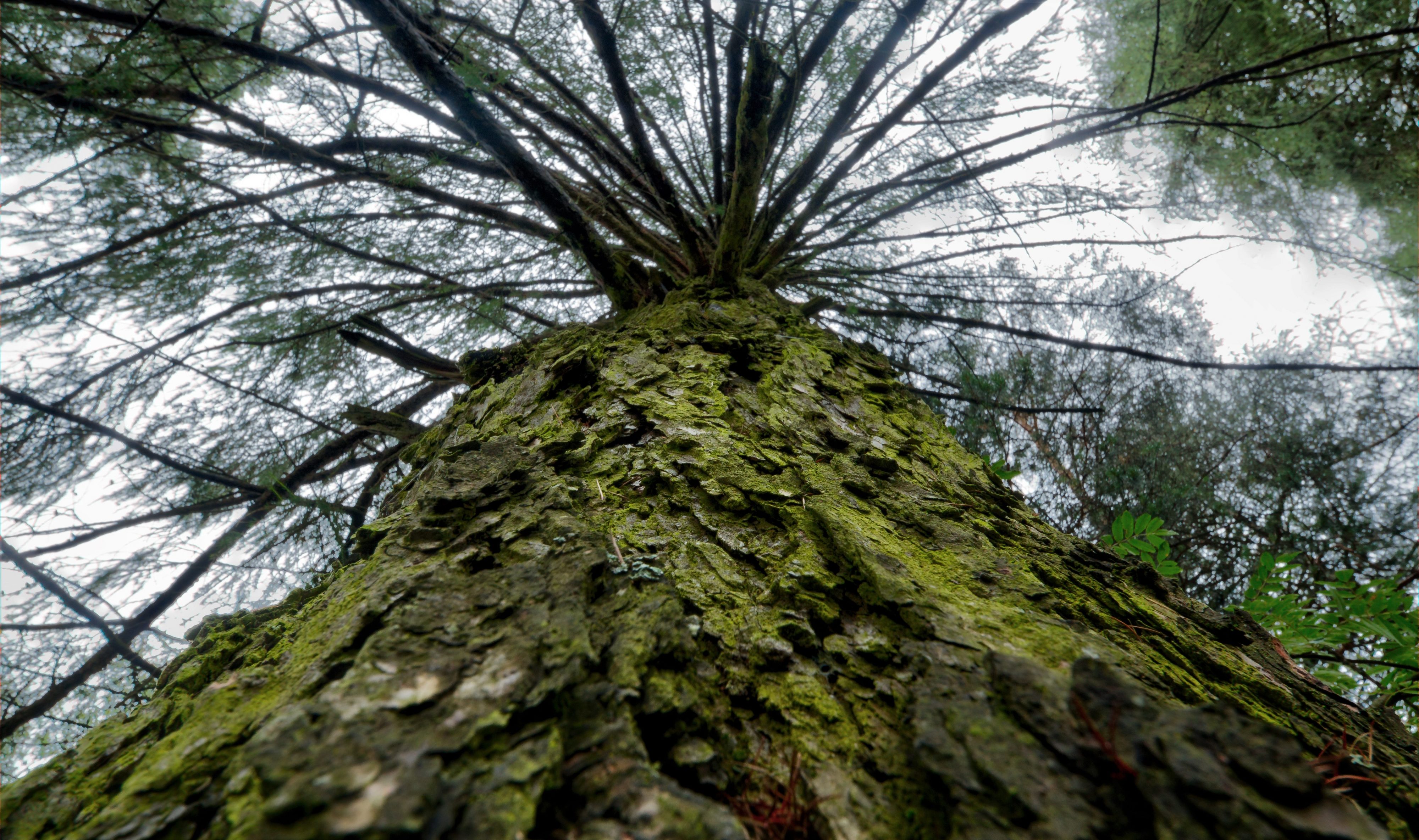 CONAF reanudará causa contra empresario tras polémico sobreseimiento por tala de árboles en Valdivia