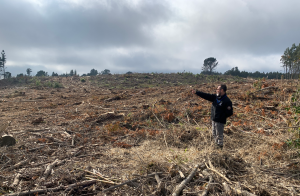 Tras inspección: SMA requerirá información a empresa denunciada por tala de bosque en Valdivia