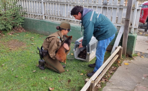 Pudú que zafó de ser atacado por perros fue rescatado en Máfil