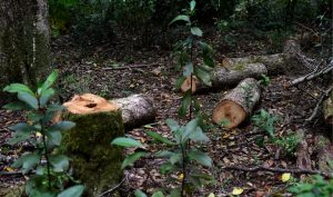 Santuario Llancahue bajo amenaza: Denuncian intervenciones ilegales ante Fiscalía y CDE