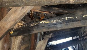 Forestal Arauco denuncia a Carabineros daños ocasionados en puente rural de Mariquina