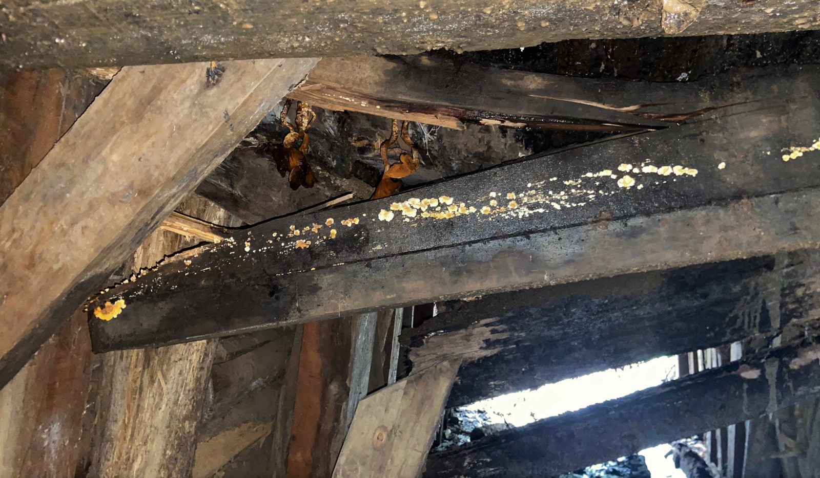 Forestal Arauco denuncia a Carabineros daños ocasionados en puente rural de Mariquina