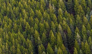 Valdivia: Ministro de Agricultura pone plazo para enviar proyecto de ley sobre nuevo modelo forestal
