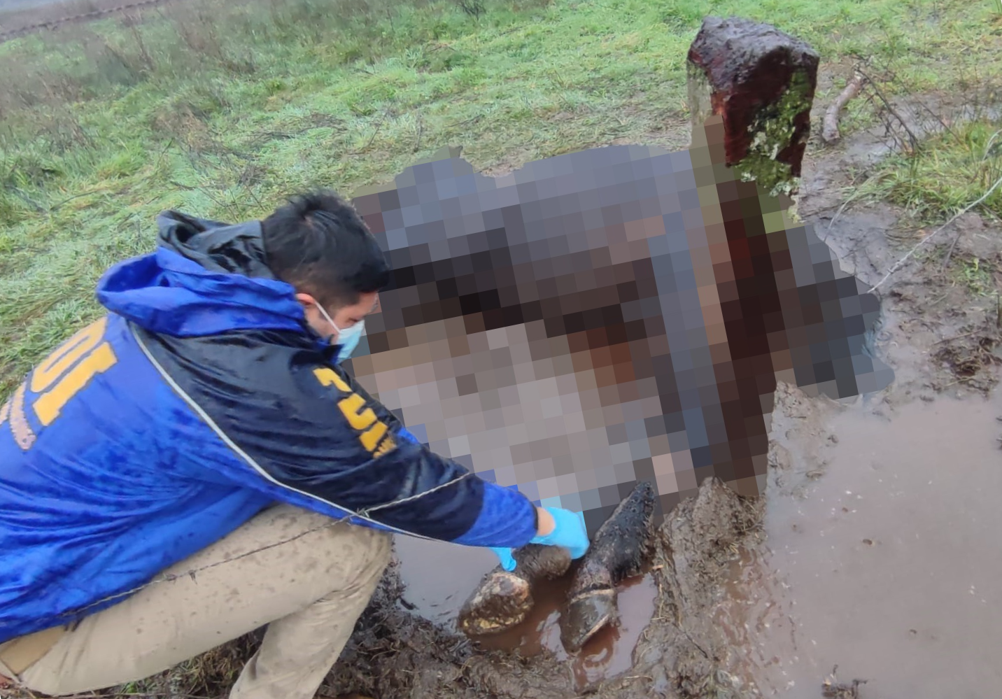 Caballo fue hallado muerto y con graves lesiones: Hombre es detenido por maltrato animal en Valdivia
