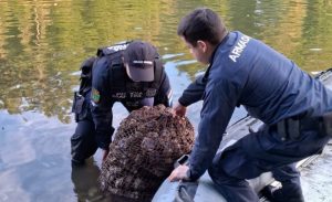 Casi media tonelada de locos que estaban siendo extraídos ilegalmente fueron incautadas en Mehuín