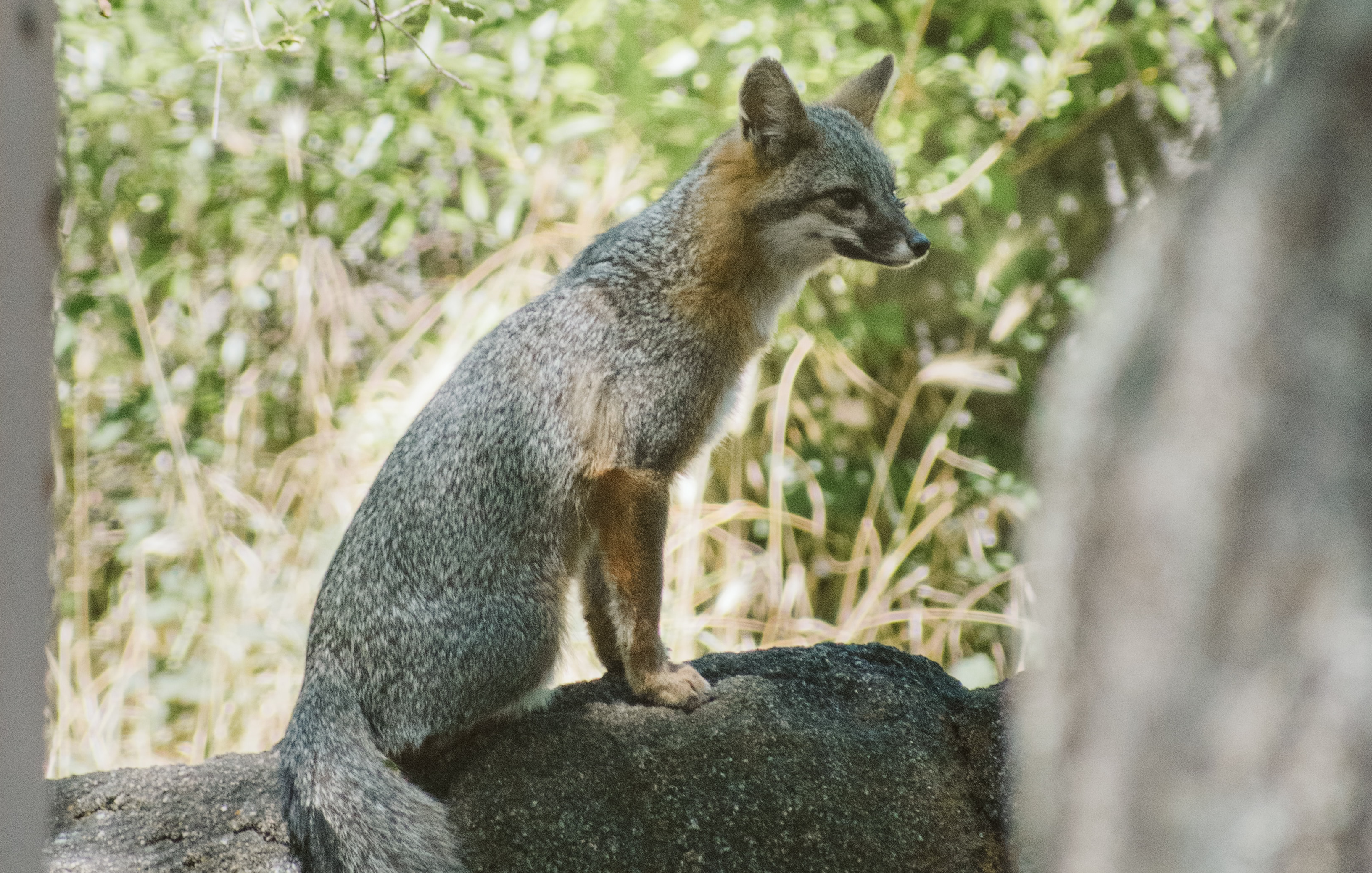 SAG denunciará muerte de fauna silvestre por presunta intervención de terceros en Paillaco