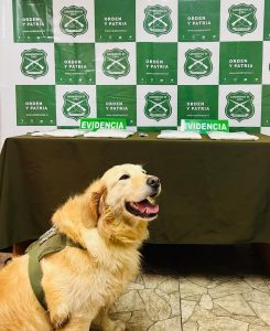 Gracias a can detectora "Gemma" Carabineros decomisó casi 4 kilos de droga en la Ruta 5 Sur