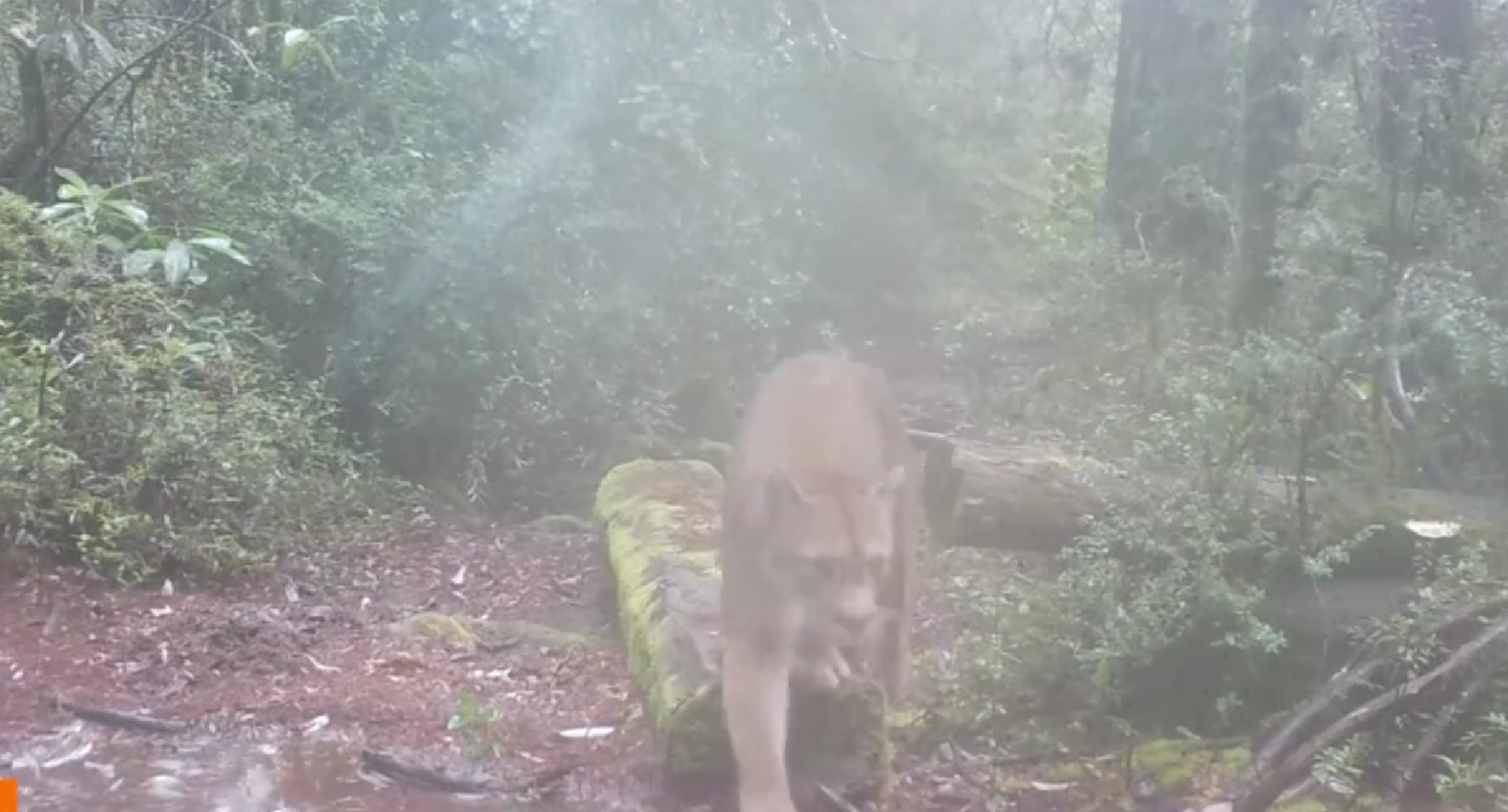 Cámaras captan a dos pumas recorriendo el Parque Nacional Alerce Costero de Los Ríos