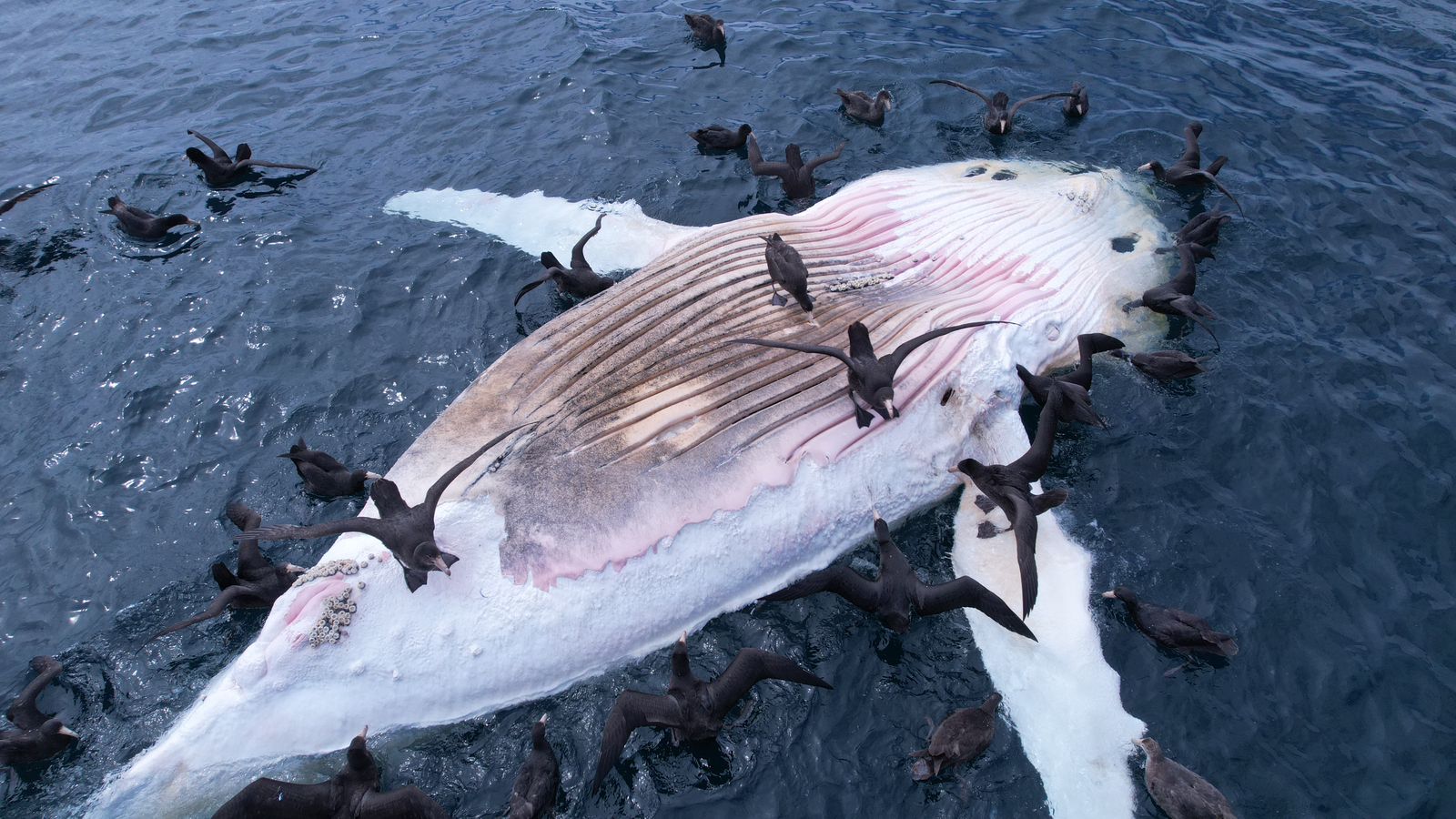 Encuentran ballena jorobada juvenil muerta en playa de Corral