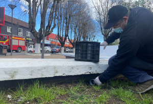 Municipalidad de Paillaco activó un plan de control ante la presencia de roedores en la plaza