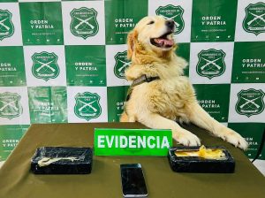 Tras nuevo hallazgo de la can "Gemma": En prisión preventiva quedó hombre sorprendido con cocaína