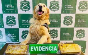 Otra vez gracias a “Gemma”: Carabineros decomisó más de 2 kilos de cocaína en control carretero