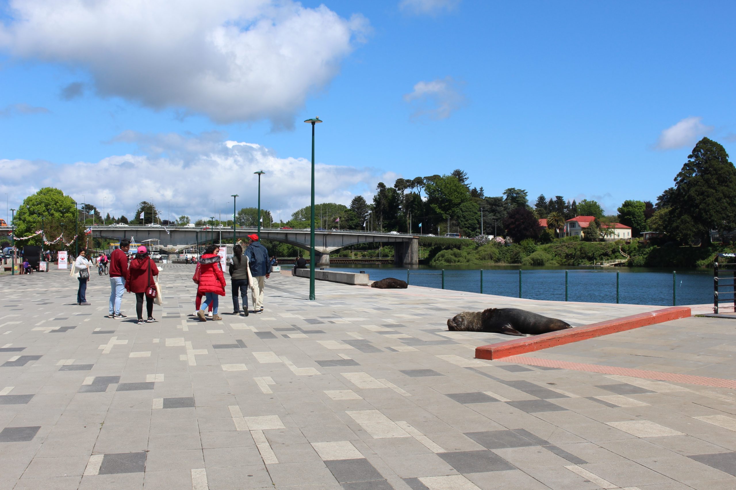 Piden evitar interacción de mascotas con animales marinos tras ataque a un perro en la Costanera de Valdivia