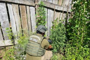 Incautan 22 plantas de marihuana tras investigación  realizada en Liquiñe