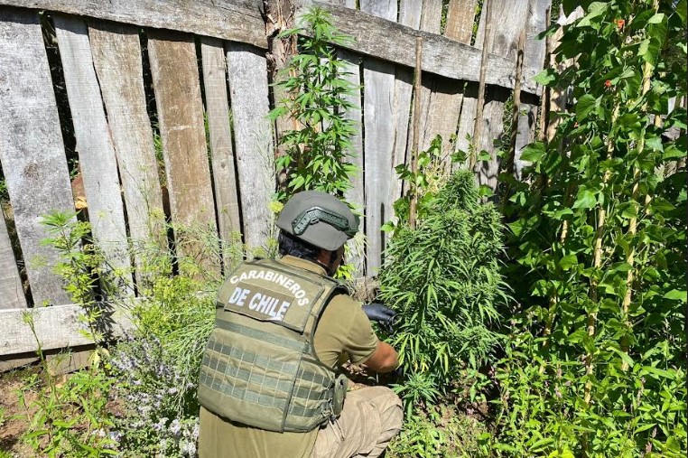 Incautan 22 plantas de marihuana tras investigación  realizada en Liquiñe