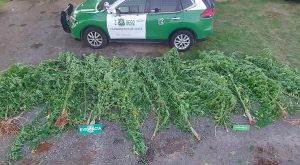 Carabineros de Reumén decomisó 12 plantas de marihuana