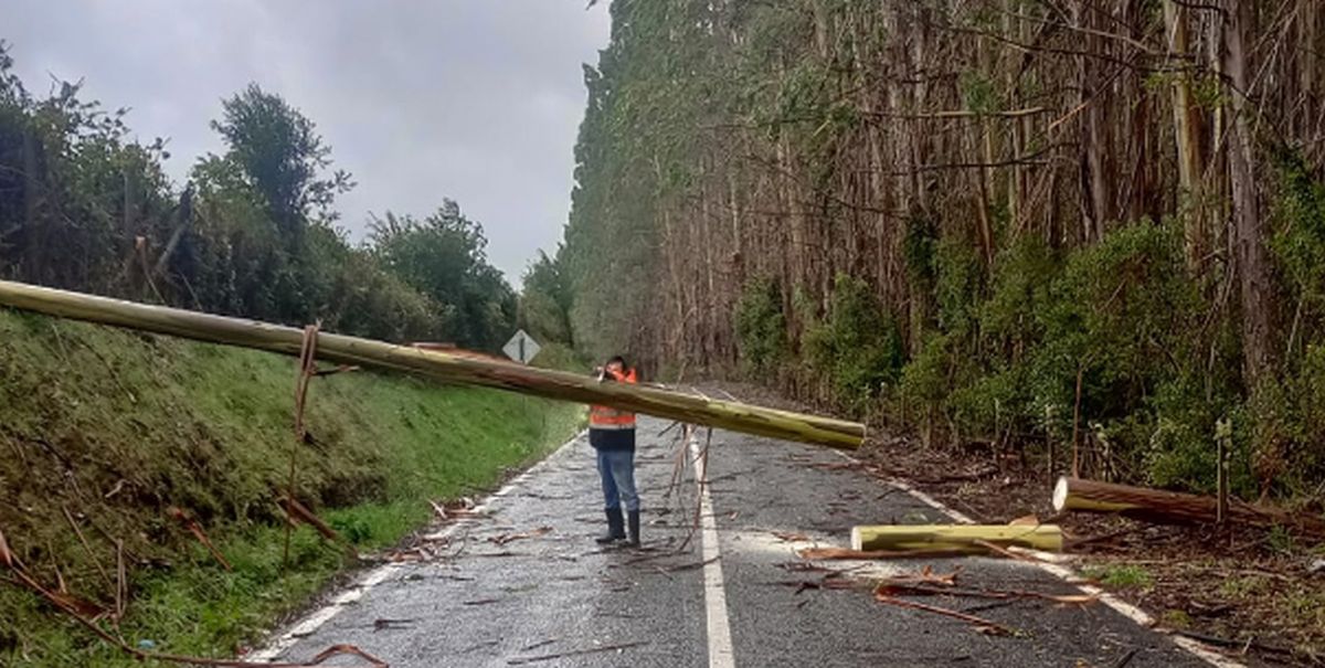 Árboles caídos y vientos de más de 100 kilómetros por hora: Lo que dejó el sistema frontal en Los Ríos