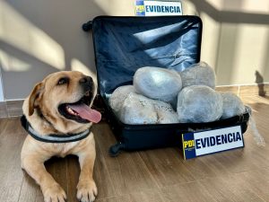 Con ayuda del can Gohan, detectives de la PDI incautan más de 13 kilos de drogas que ingresaba a Los Ríos