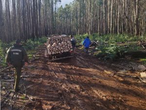 Detienen a 6 personas por robo de madera en Paillaco