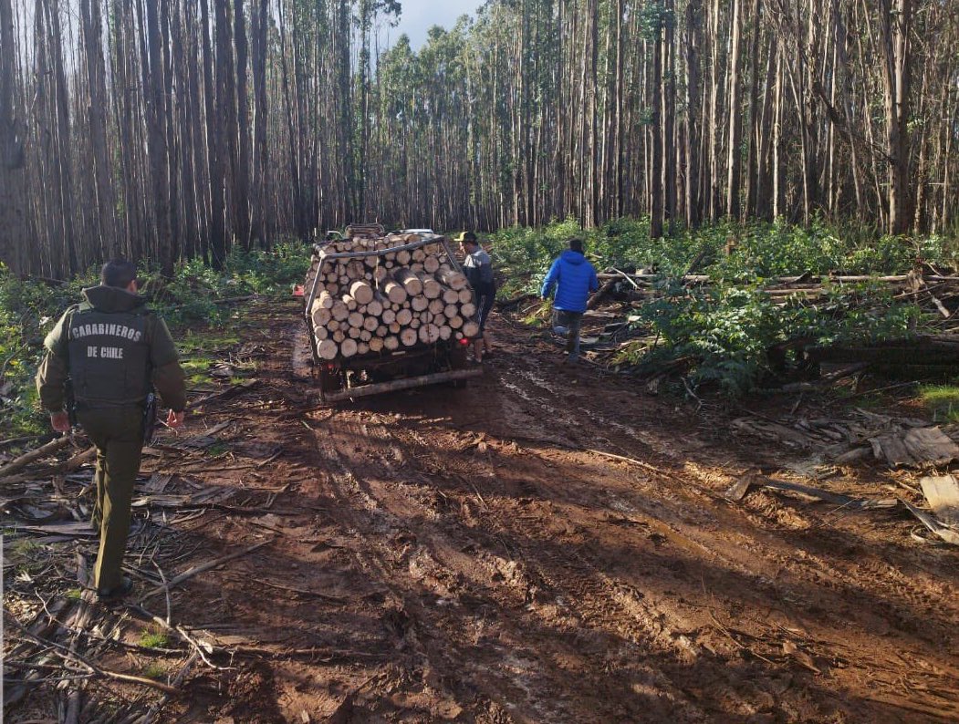Detienen a 6 personas por robo de madera en Paillaco