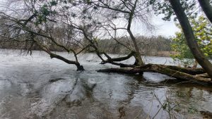 Emiten alerta SAE para evacuar un sector de la comuna de Lanco por desborde del río Cruces