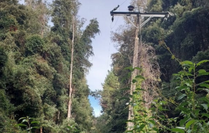 SEC Los Ríos aplicó multa a SAESA por falta de mantención en redes eléctricas en sector Cuesta Soto