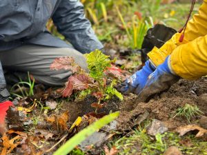 Invitan a masiva plantación de especies nativas en sector ex helipuerto de Valdivia