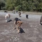 Los perros de la calle, la cara visible del abandono y maltratoanimal