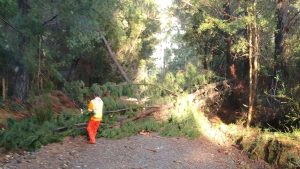 Una veintena de árboles caídos y voladuras de techos dejó intenso temporal en Los Ríos
