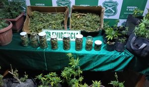Cultivo en invernadero: Detienen a hombre en Panguipulli con casi un kilo de marihuana y 39 plantas