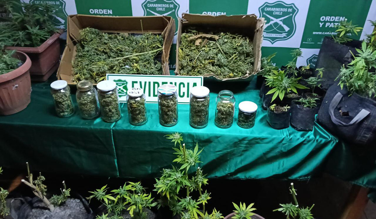 Cultivo en invernadero: Detienen a hombre en Panguipulli con casi un kilo de marihuana y 39 plantas