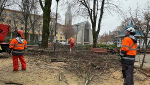 Inician operativo de poda de árboles en la plaza de la República de Valdivia