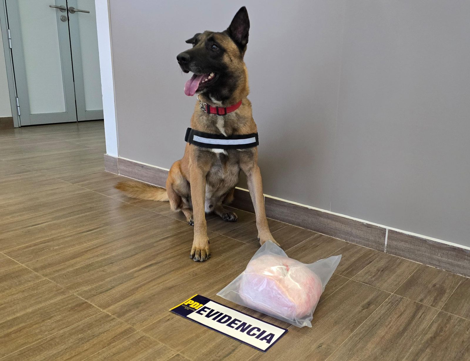 Nuevo can detector de drogas “Dante” encontró más de 2 kilos de cocaína en Los Ríos