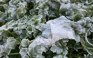 Ola polar en Valdivia: Mínima de -6,4°C sacudió los registros desde 1965