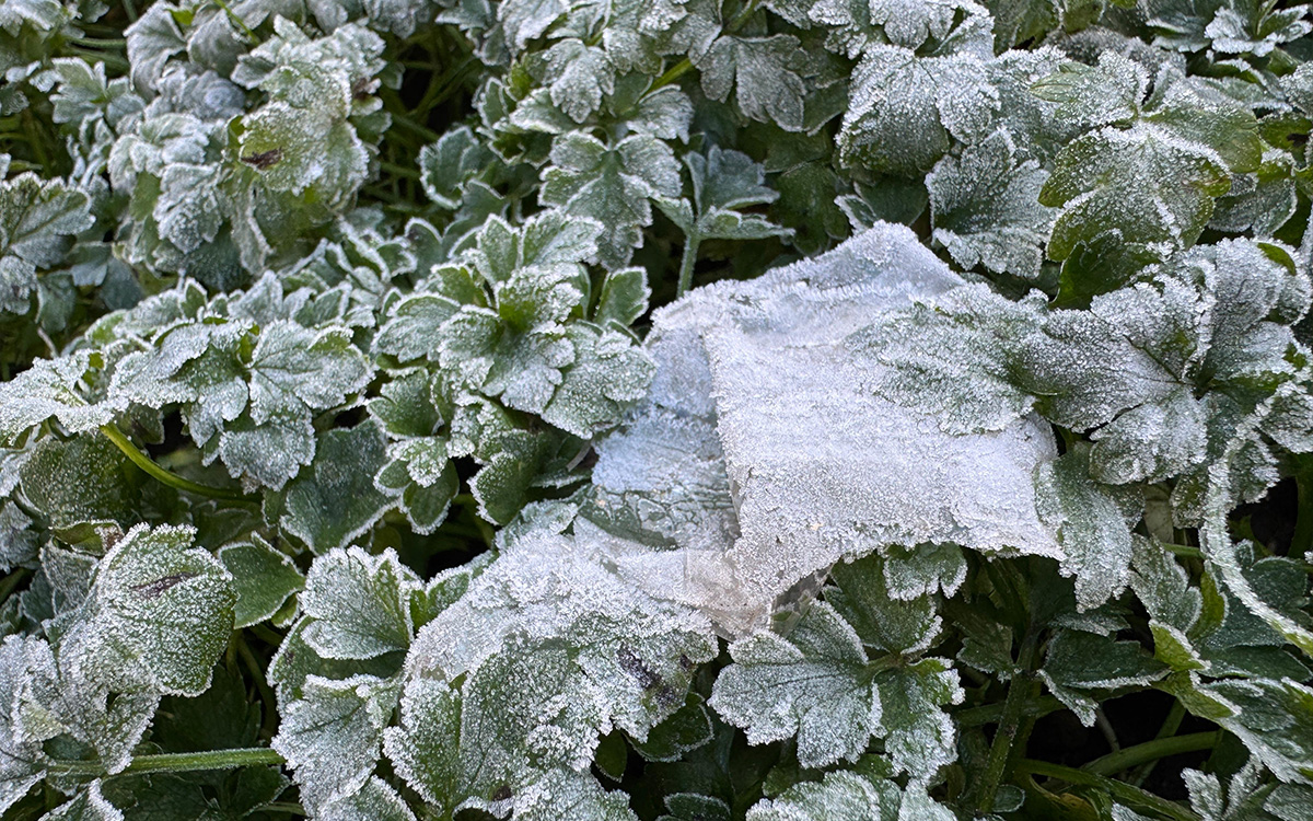 Ola polar en Valdivia: Mínima de -6,4°C sacudió los registros desde 1965