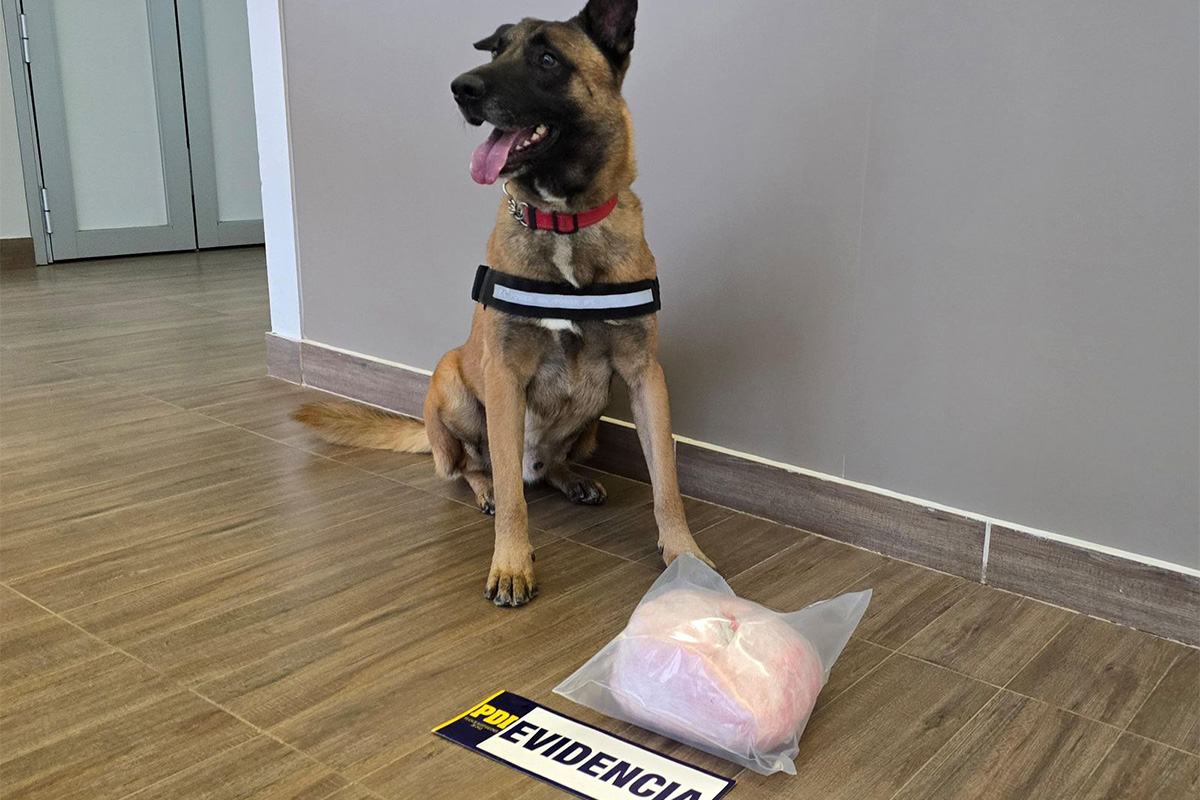 Nuevo can detector de drogas “Dante” encontró más de 2 kilos de cocaína en Los Ríos