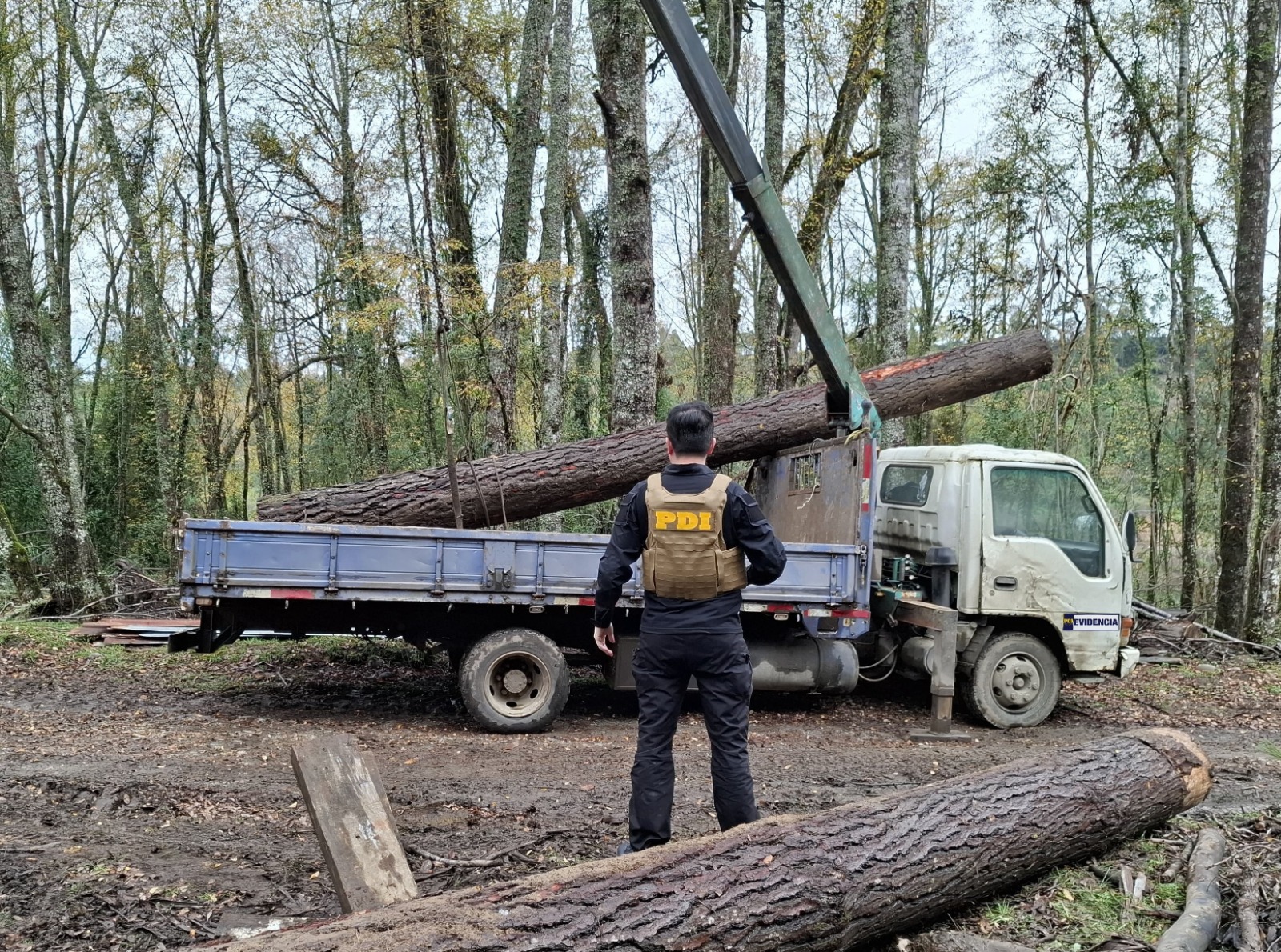 Detienen a tres hombres que fueron sorprendidos sustrayendo madera de un predio de Los Lagos