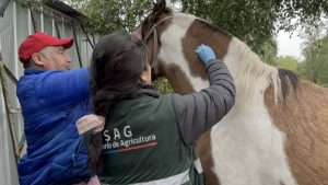 SAG confirma los primeros tres casos de Anemia Infecciosa Equina en la Región de Los Ríos