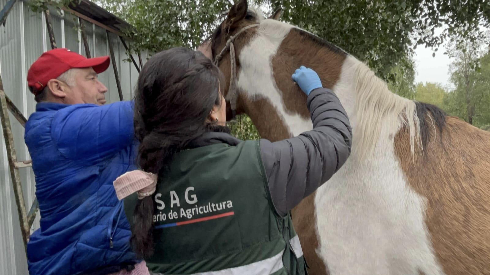 SAG confirma los primeros tres casos de Anemia Infecciosa Equina en la Región de Los Ríos