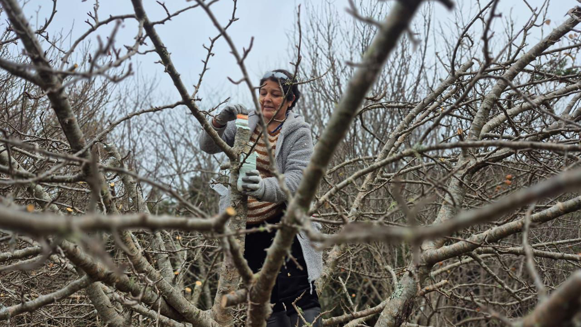 Valdivia: Impulsa la recuperación de quintas de manzanas a través de programas