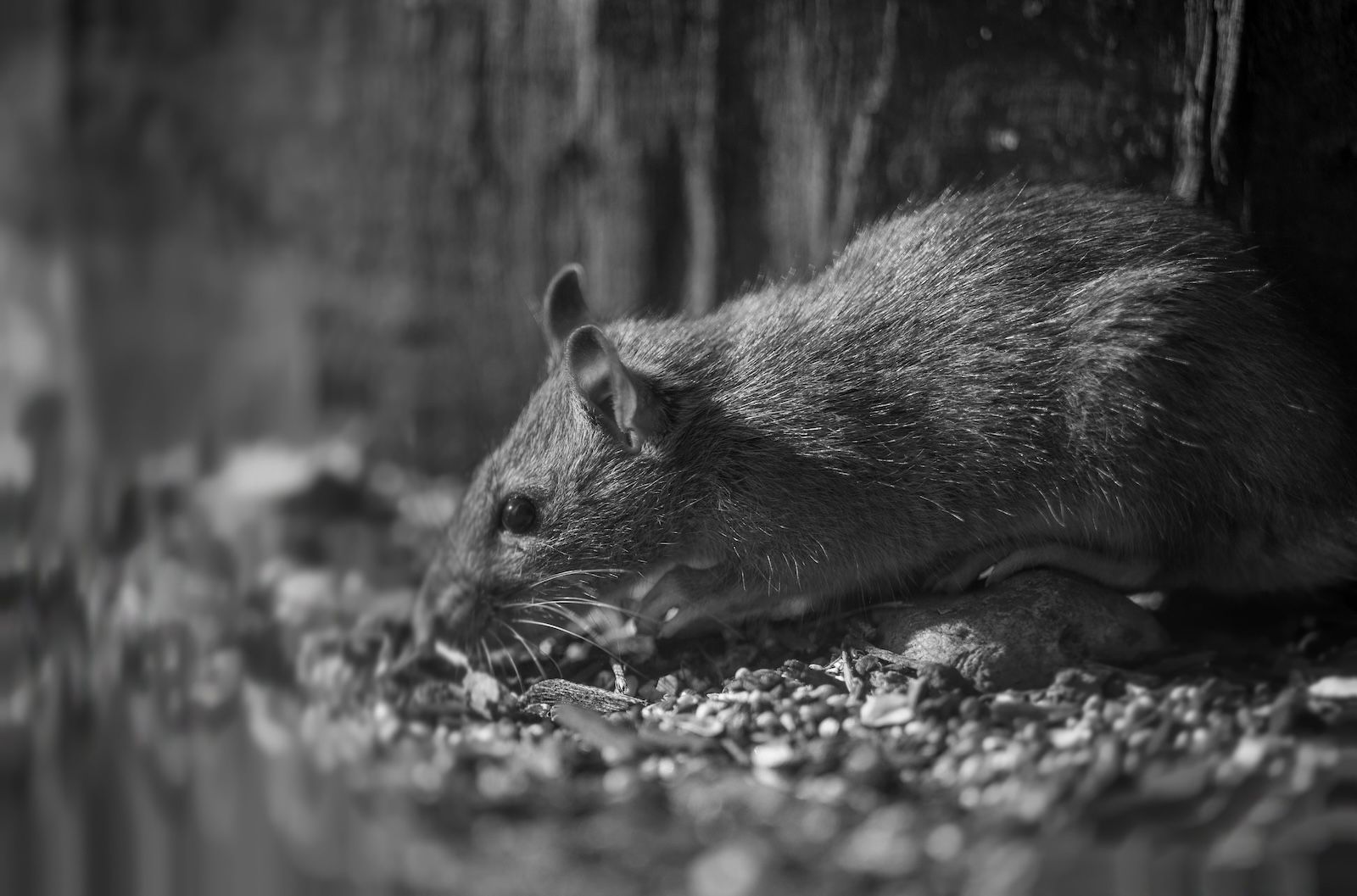 Prohíben funcionamiento de oficina de SENAMA en Los Ríos por presencia de ratones